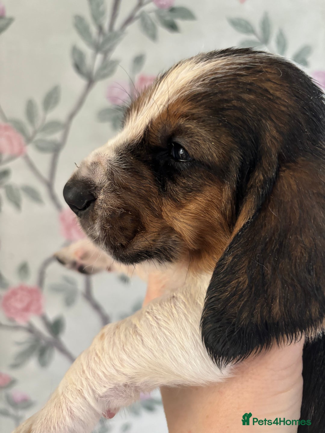 Basset Hound dogs for sale: Bassett hound puppies  - Advert 4