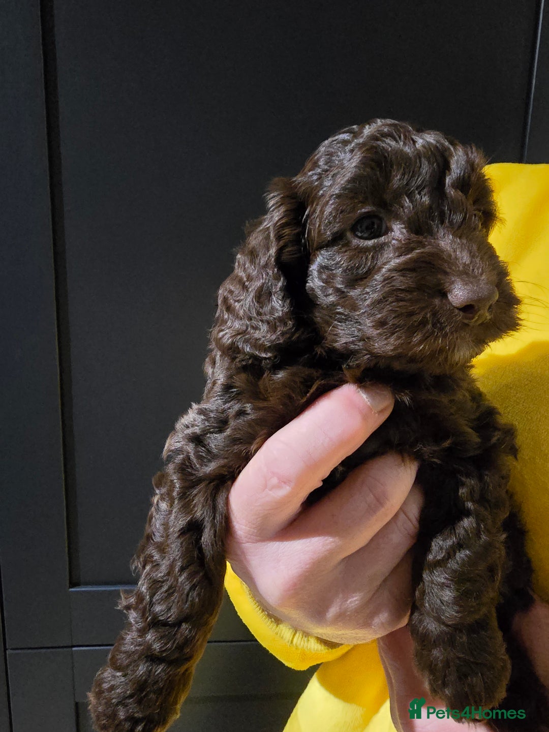 Cockapoo dogs for sale: F1 cockapoo puppies - extensive health tests - Advert 1