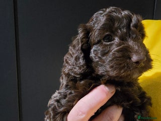 Cockapoo dogs F1 cockapoo puppies for sale - Advert 8