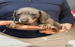 Dachshund dogs for sale: Miniature Dachshund Puppies - Advert 7