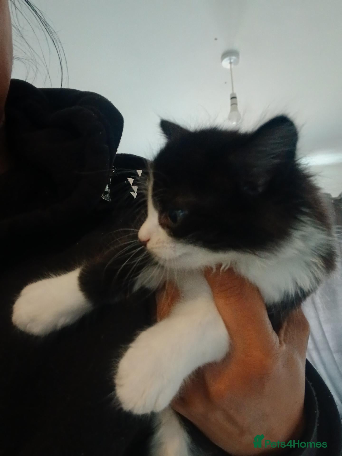 Mixed Breed cats 2 fluff beautiful kittens  - Advert 2