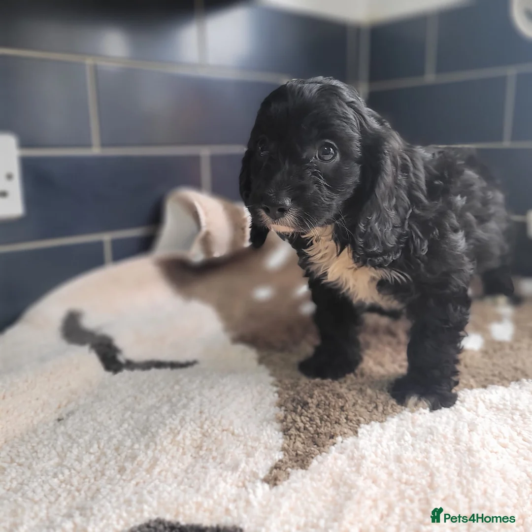 Cavapoo dogs for sale: You F1 Cavapoo puppies - Advert 6