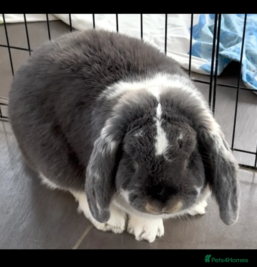 French Lop rabbits for sale: 💕Ready Now well Bred female Bew French lops 💕 - Advert 2