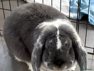 French Lop rabbits French lop babies ready to leave now. - Advert 2