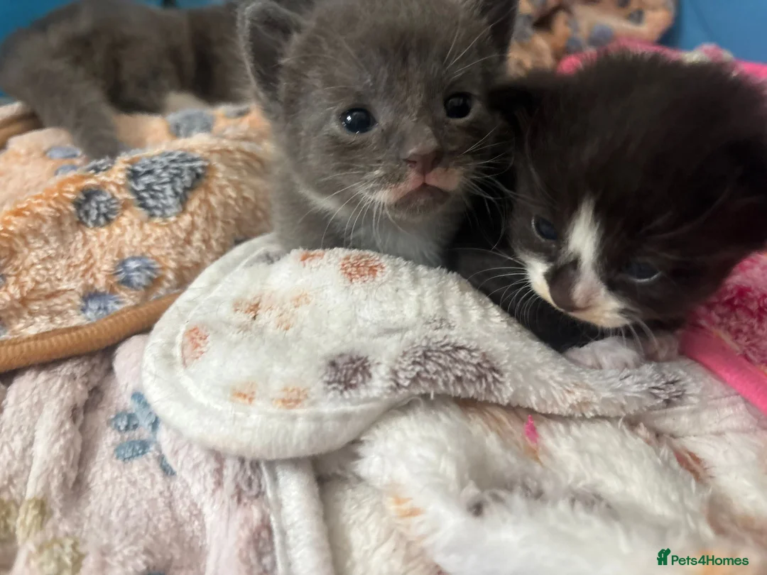 Mixed Breed cats for sale: 4 kitten for sale  - Advert 1
