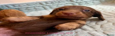 Miniature Dachshund 2
