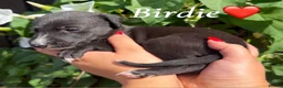 Lurcher dogs for sale: Beautiful Bedlington Whippet Puppies 🐾 - Advert 11