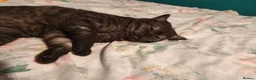 British Shorthair cats for sale: Borris in Bolton - Advert 4