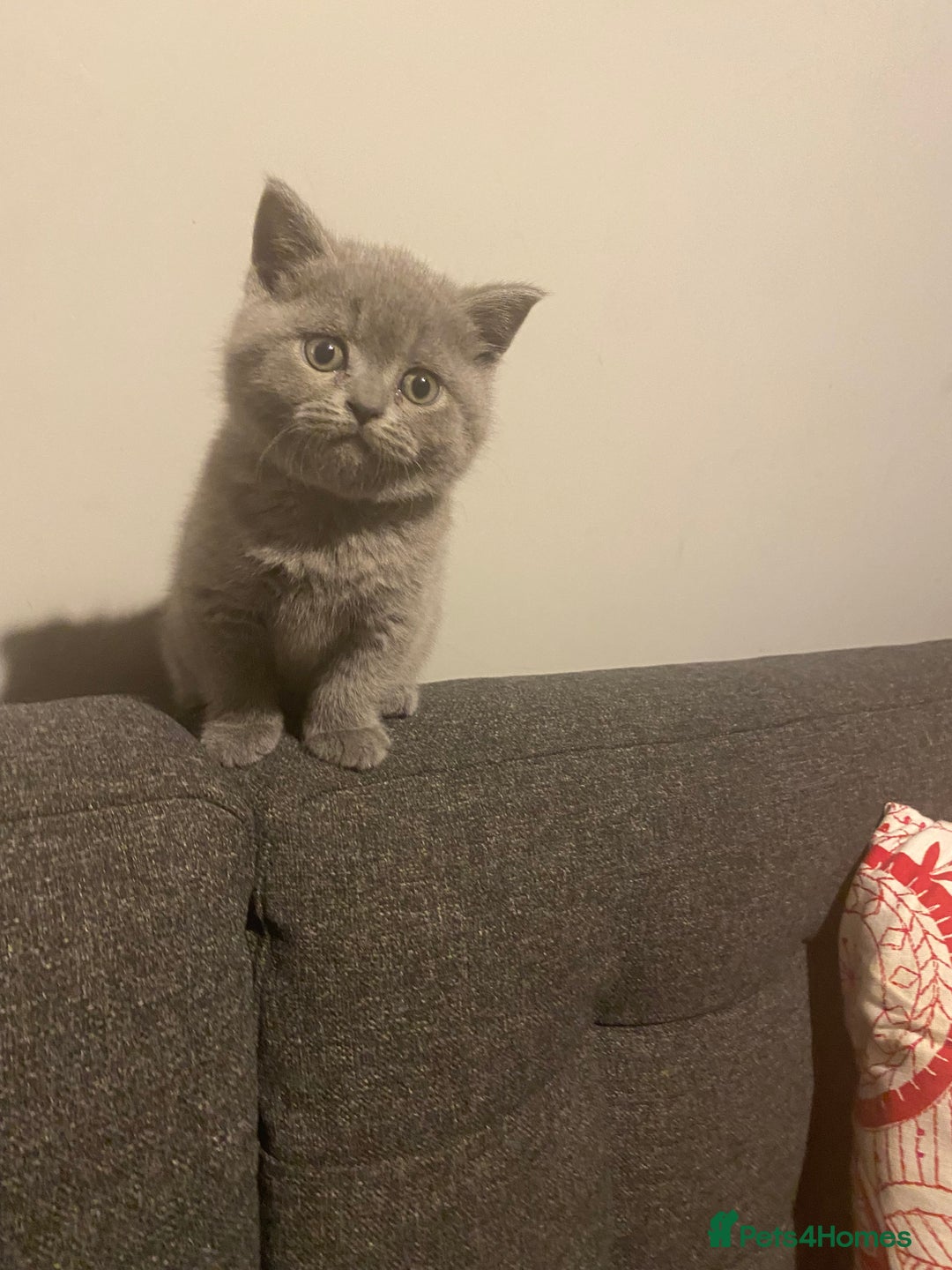 British Shorthair cats for sale: Stunning British short hair GCCF/TICA - Advert 7