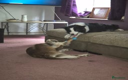 Border Collie dogs for sale: stunning border collie pups - Image 4