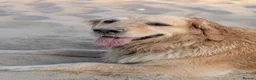 Golden Retriever dogs for sale: Female KC Golden Retriever  - Advert 4