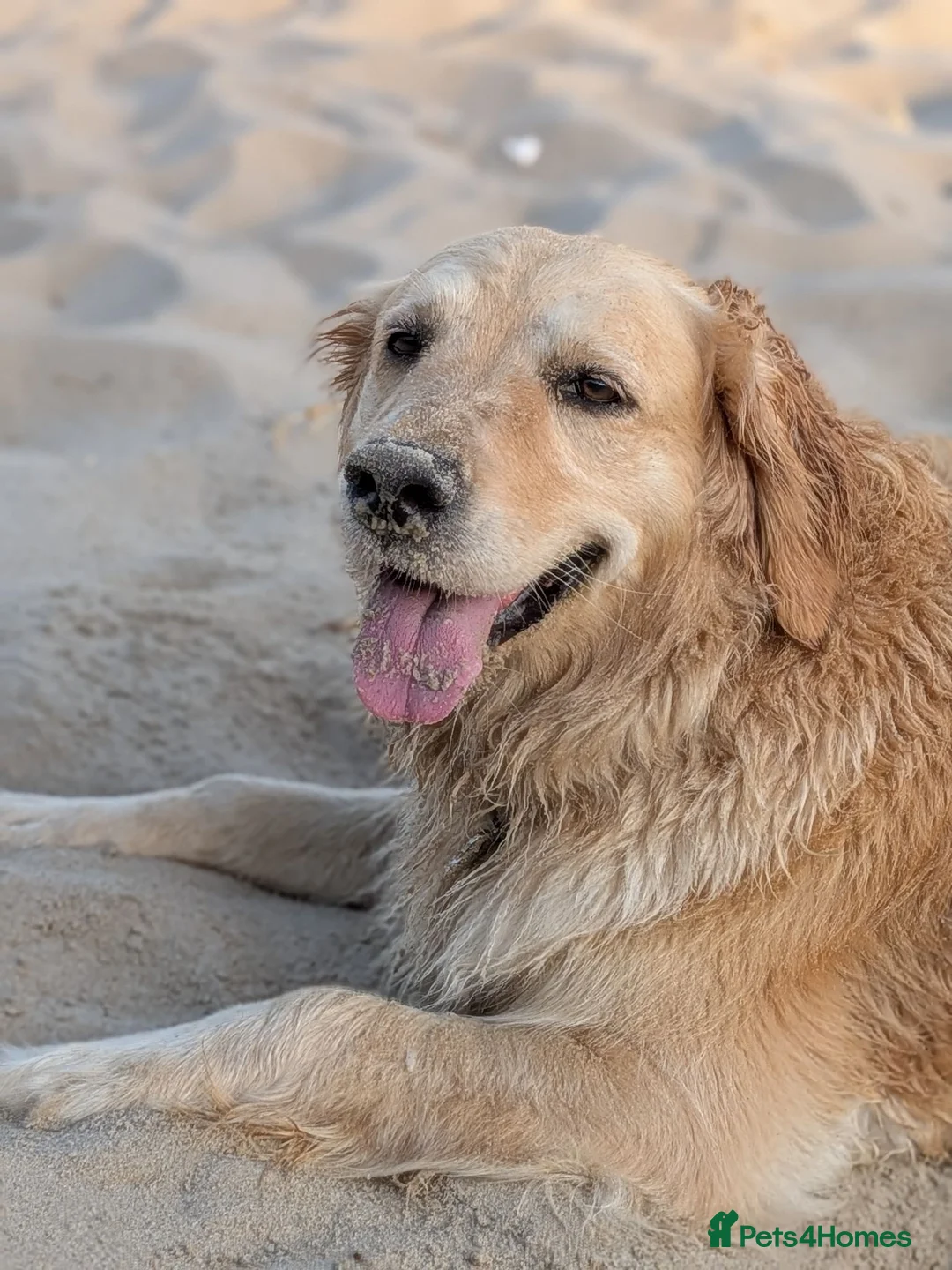Golden Retriever dogs for sale: Female KC Golden Retriever  - Advert 4