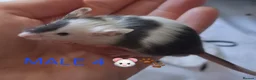 Mouse rodents for sale: MALE FANCY MICE 🐁🐾 in South Shields - Advert 12