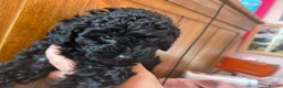 Toy Poodle dogs for sale: Beautiful tiny toy poodle puppies  - Advert 8