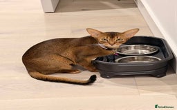 Abyssinian cats for sale: 🏆🏆🏆Beautiful Ruddy Abyssinian Cat🏆🏆🏆 - Advert 4