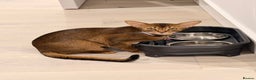 Abyssinian cats for sale: 🏆🏆🏆Beautiful Ruddy Abyssinian Cat🏆🏆🏆 - Advert 4