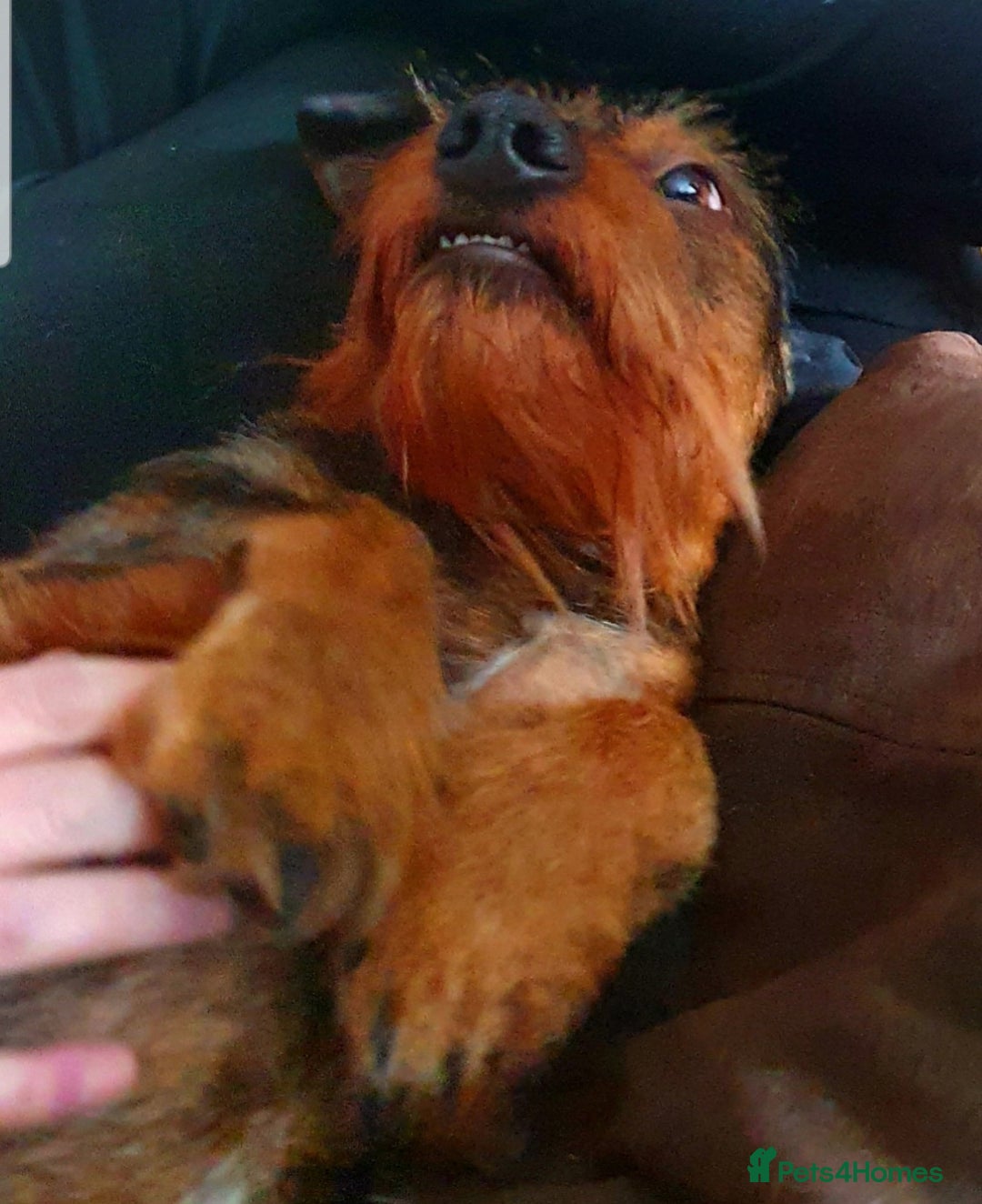 Dachshund dogs for sale: Wirehaired dachshund  - Image 3