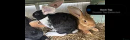 Continental Giant rabbits for sale: Continental Giant rabbits  - Advert 2