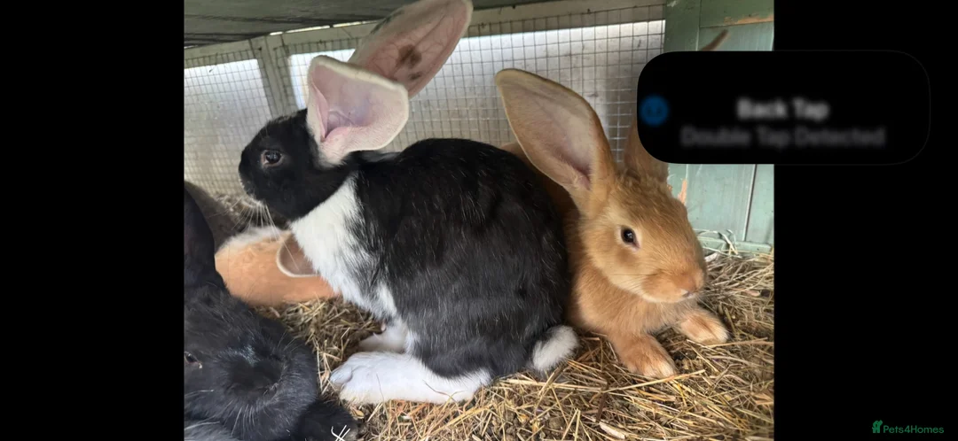 Continental Giant rabbits for sale: Continental Giant rabbits  - Advert 2