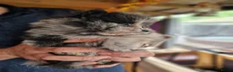Pomeranian dogs for sale: Cute Pomeranian boys, amazing colour in Wigan - Advert 11