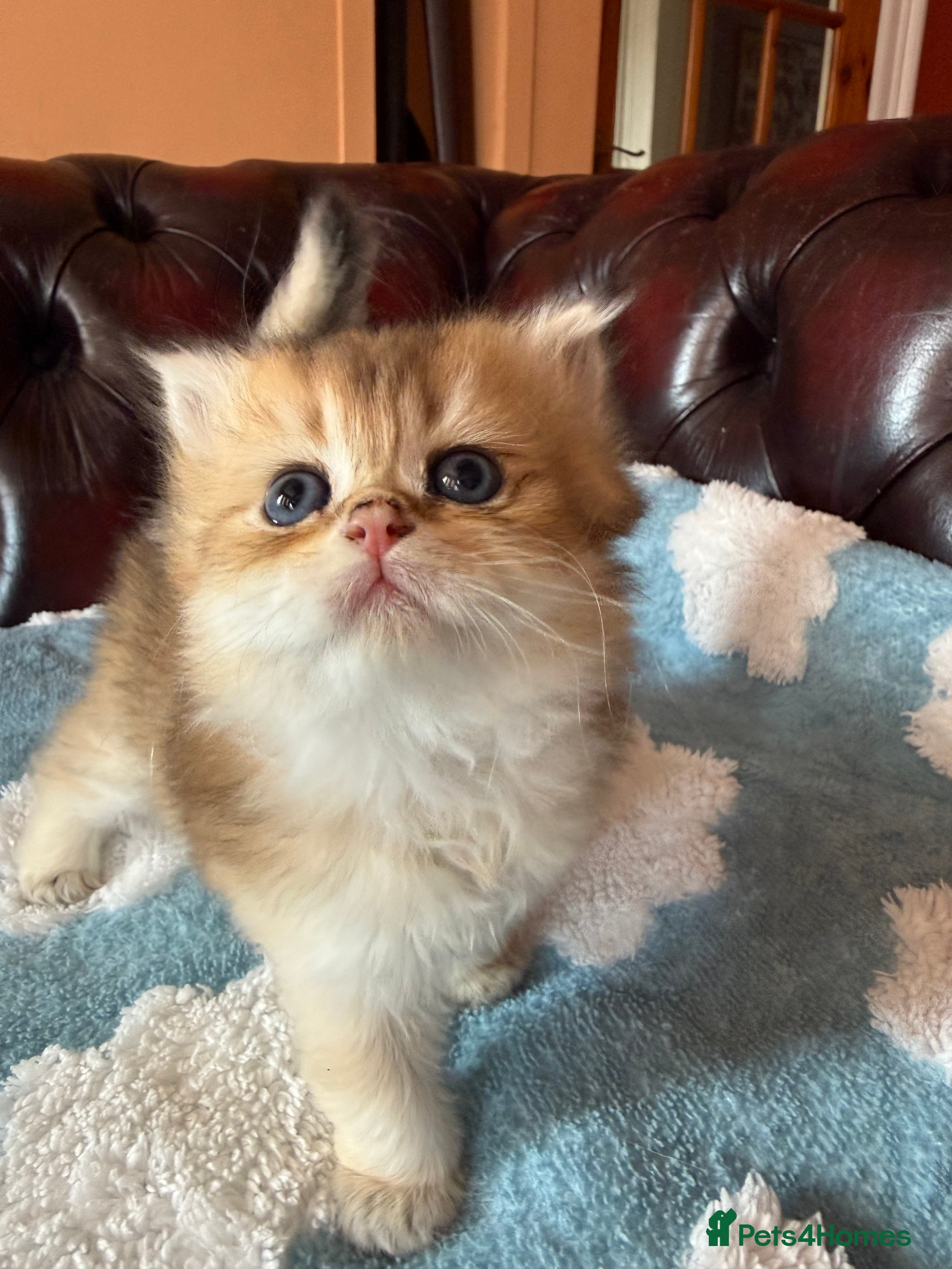 British Shorthair cats Ready 15/10 BSH & BLH kittens - Advert 1