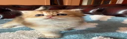 British Shorthair cats for sale: Lovely golden BSH & BLH kittens - Advert 26