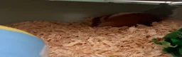 Hamster rodents for sale: Syrian boy hamster  in Chatham - Advert 2