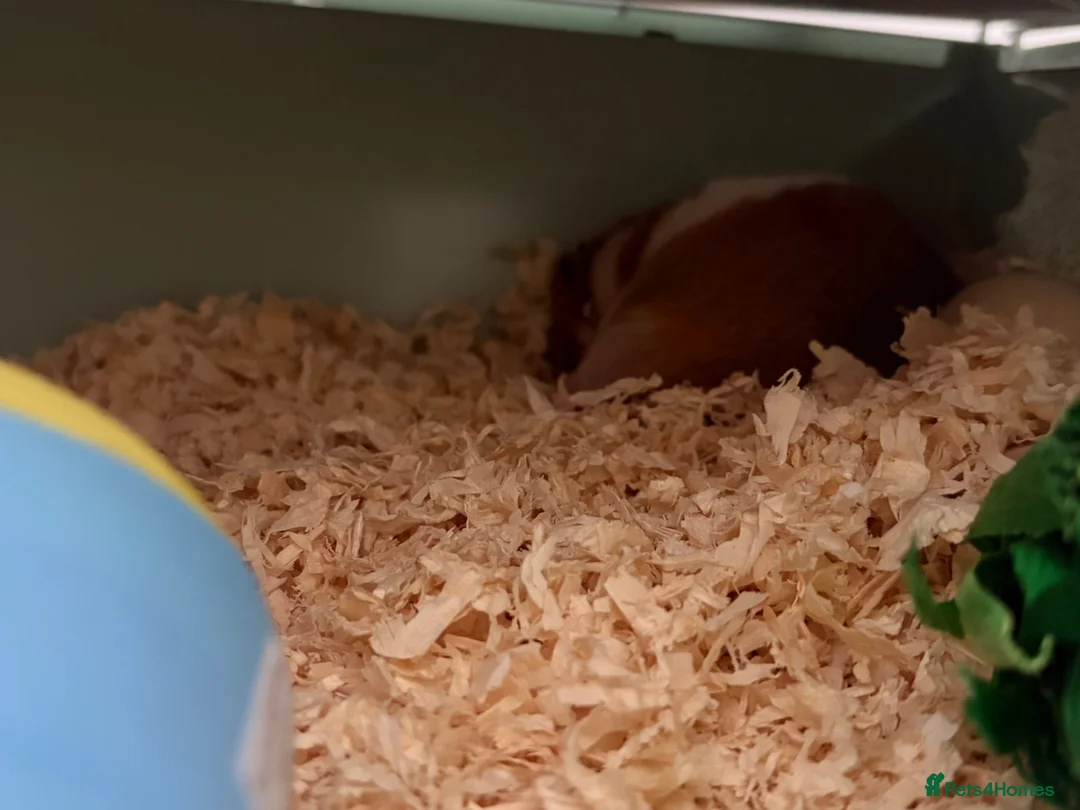 Hamster rodents for sale: Syrian boy hamster  in Chatham - Advert 2