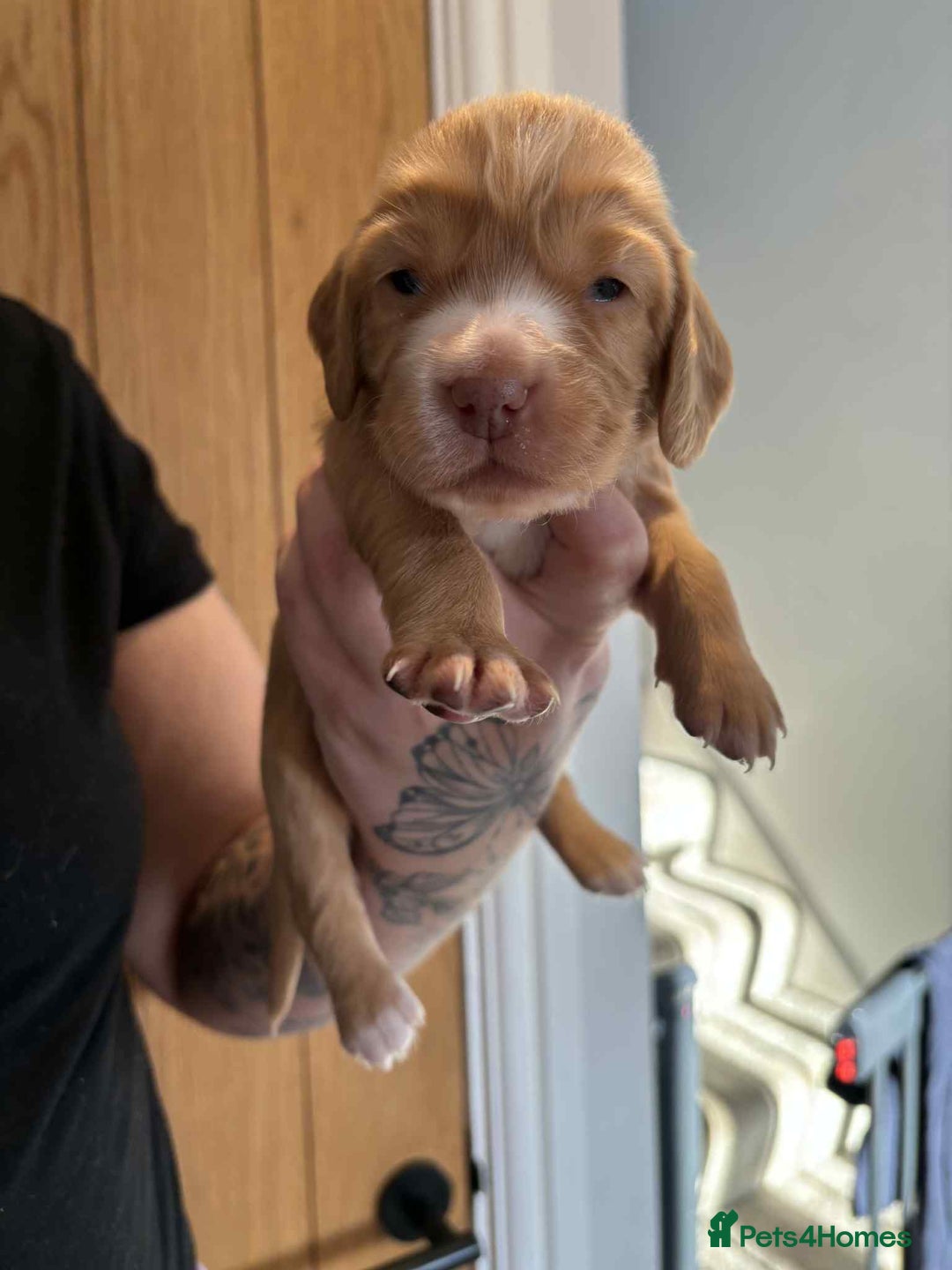 Cocker Spaniel dogs for sale: Working Cocker Spaniel Puppies - Advert 14