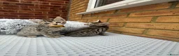 Bengal cats for sale: Bengal kittens  - Advert 12