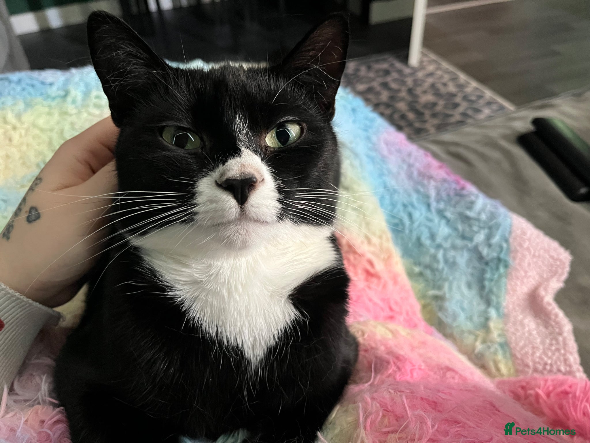 Domestic Shorthair cats Female cat in need of a new home  - Advert 11