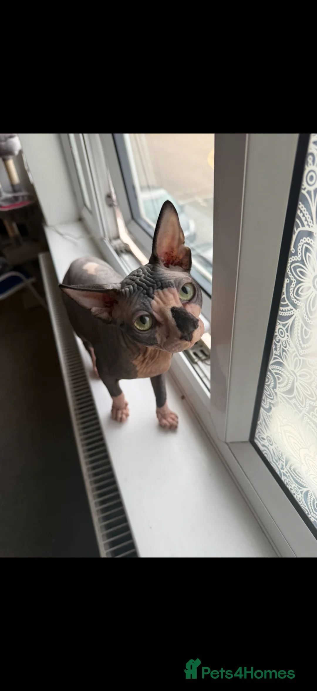 Sphynx cats for sale: Sphynx Cat - Advert 3