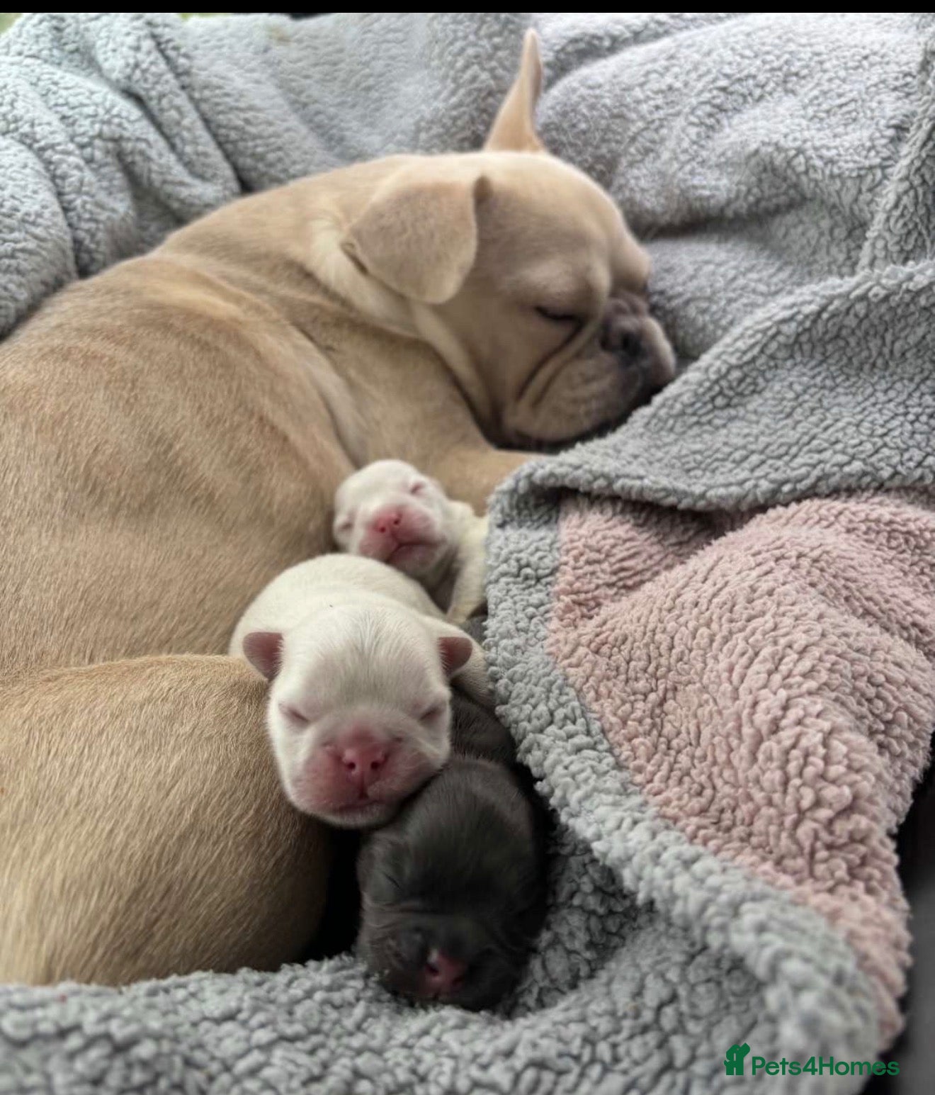 French Bulldog dogs Frenchie pups for sale - Advert 1