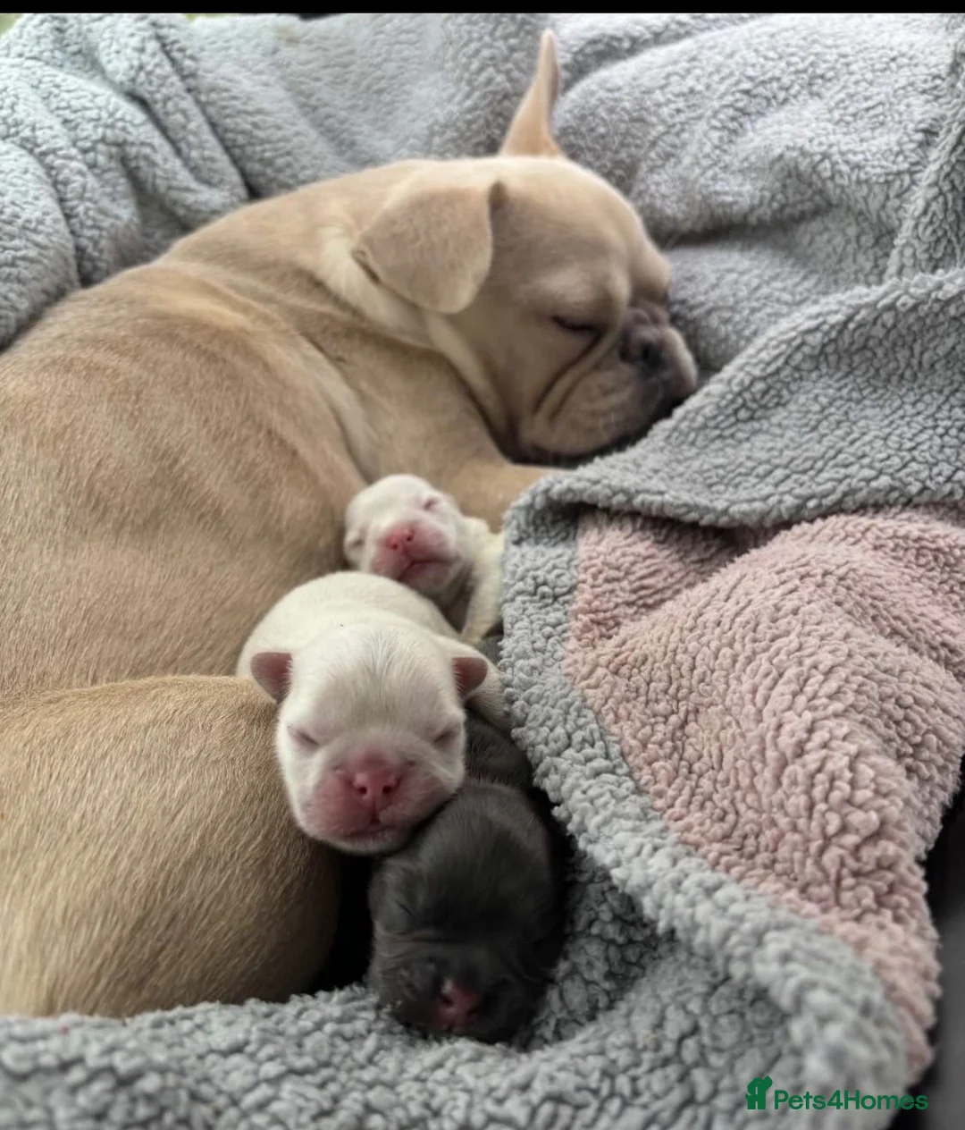 French Bulldog dogs for sale: Frenchie pups for sale in Maldon - Advert 1