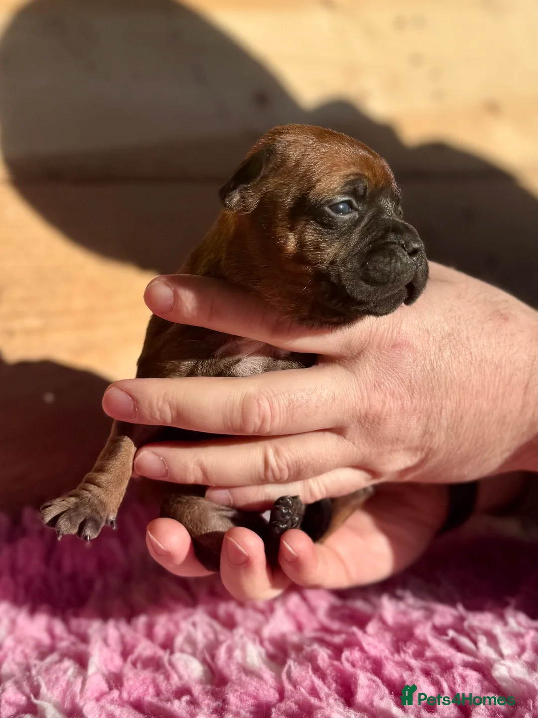 Staffordshire Bull Terrier dogs for sale: 7 Red Staffordshire Bull Terrier pups  - Advert 18