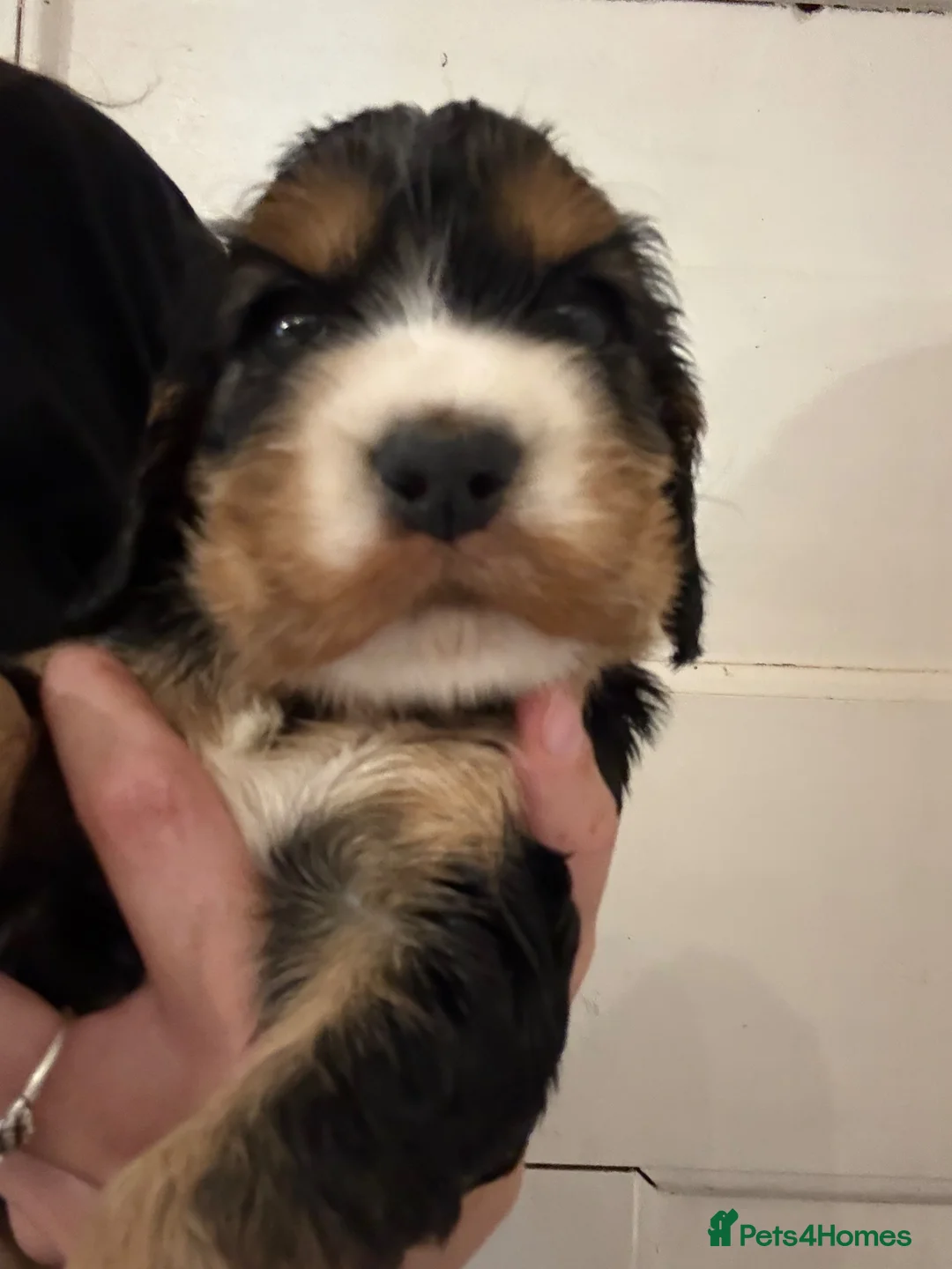 Cocker Spaniel dogs for sale: Beautiful Kc reg show type cocker spaniels  - Advert 2