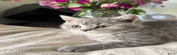 British Shorthair cats for sale: Ready Now British Shorthair kittens - Advert 9