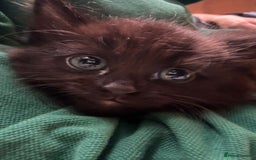 Mixed Breed cats for sale: 3 Adorable Fluffy Kittens Looking for Forever Home - Image 1