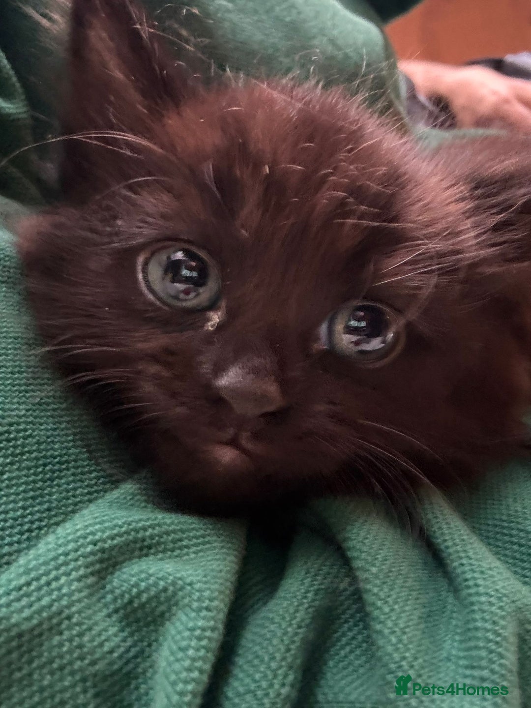 Mixed Breed cats for sale: 3 Adorable Fluffy Kittens Looking for Forever Home - Image 1