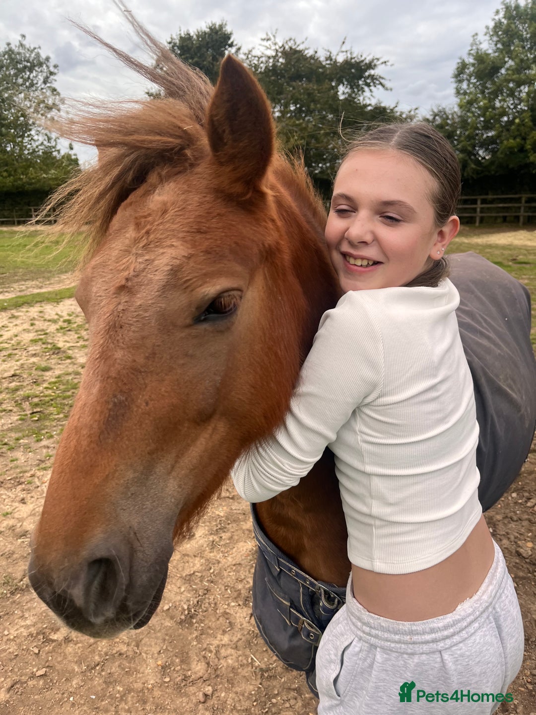 Dartmoor horses for sale: Gorgeous super friendly Dartmoor Pony - Advert 9