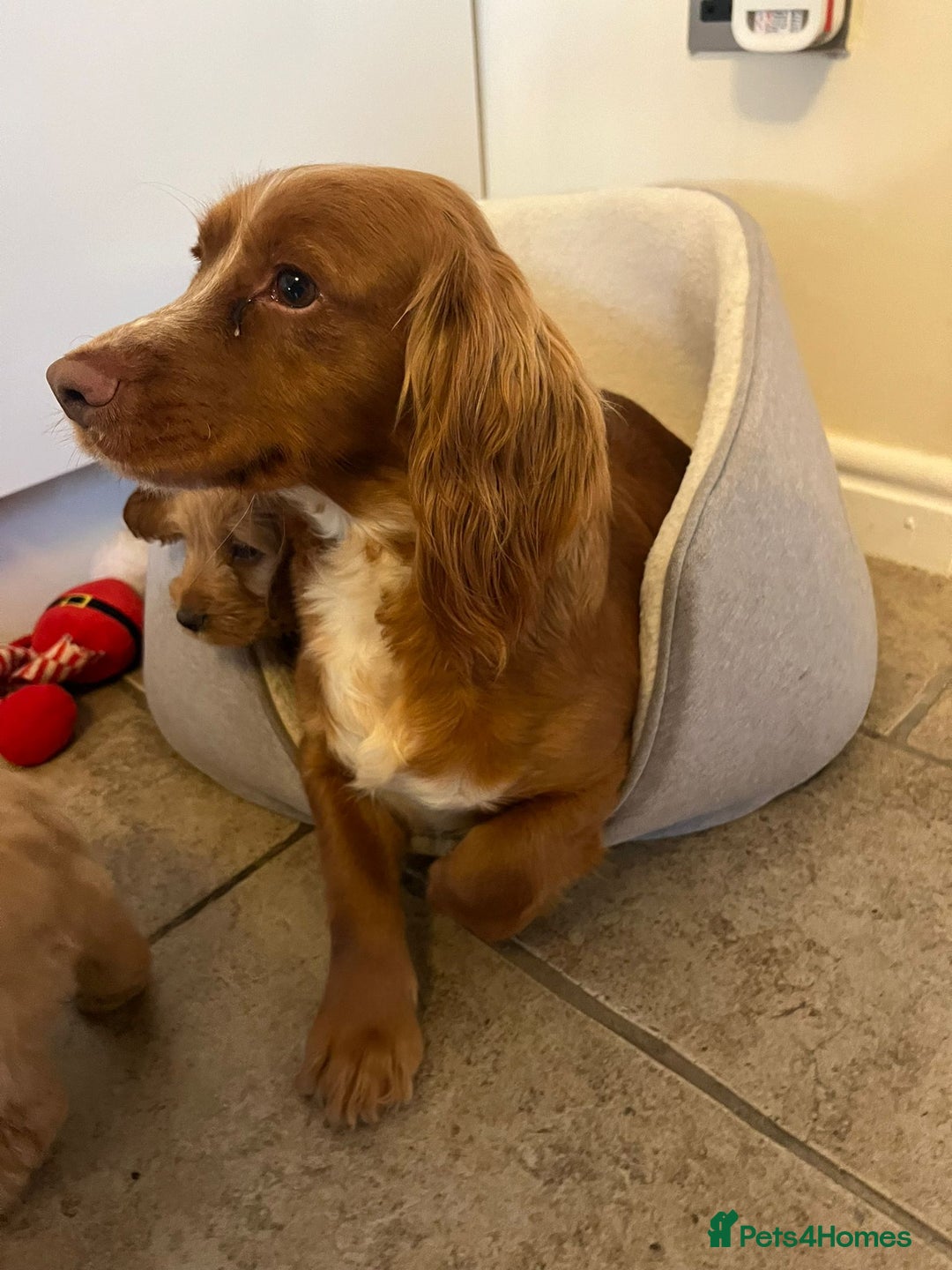 Cockapoo dogs for sale: Beautiful puppies  - Advert 2