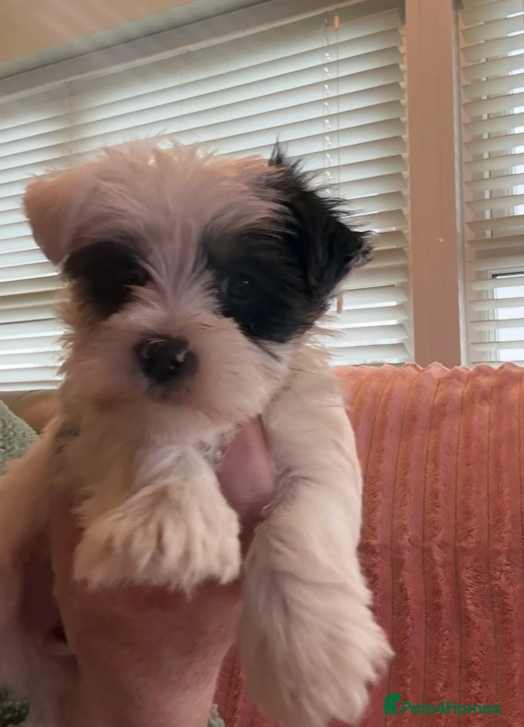 Yorkshire Terrier dogs for sale: Miniature Yorkshire Terrier Puppies  - Advert 15