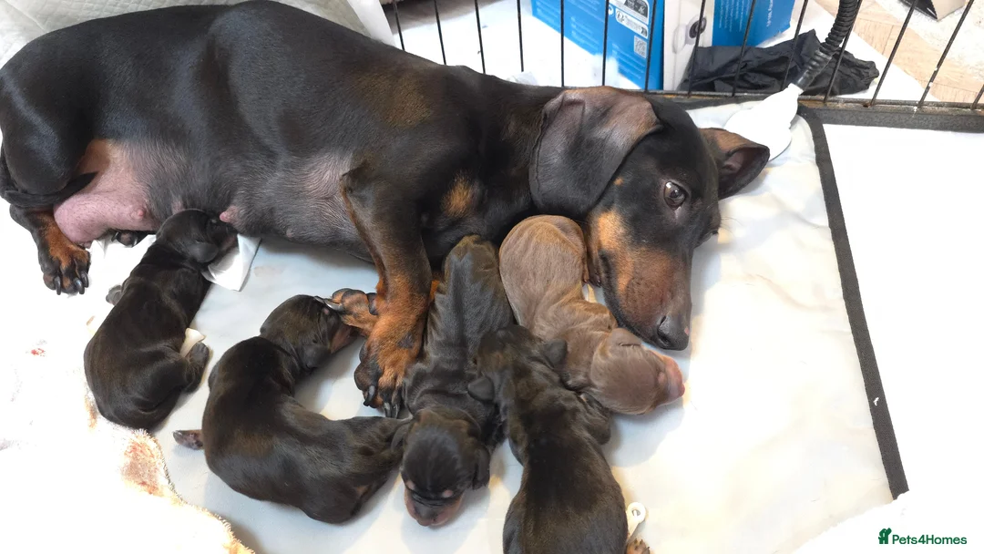 Miniature Dachshund dogs for sale: Miniature Dachshund  - Advert 2