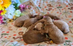 Cockapoo dogs for sale: American cockerpoo licensed Breeder health tested  - Image 22