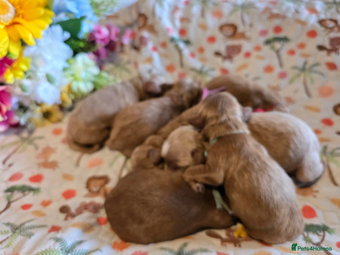 Cockapoo dogs for sale: American cockerpoo licensed Breeder health tested  - Image 22