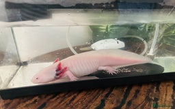 Other/Mixed Breed fish for sale: Axlotol  - Advert 2