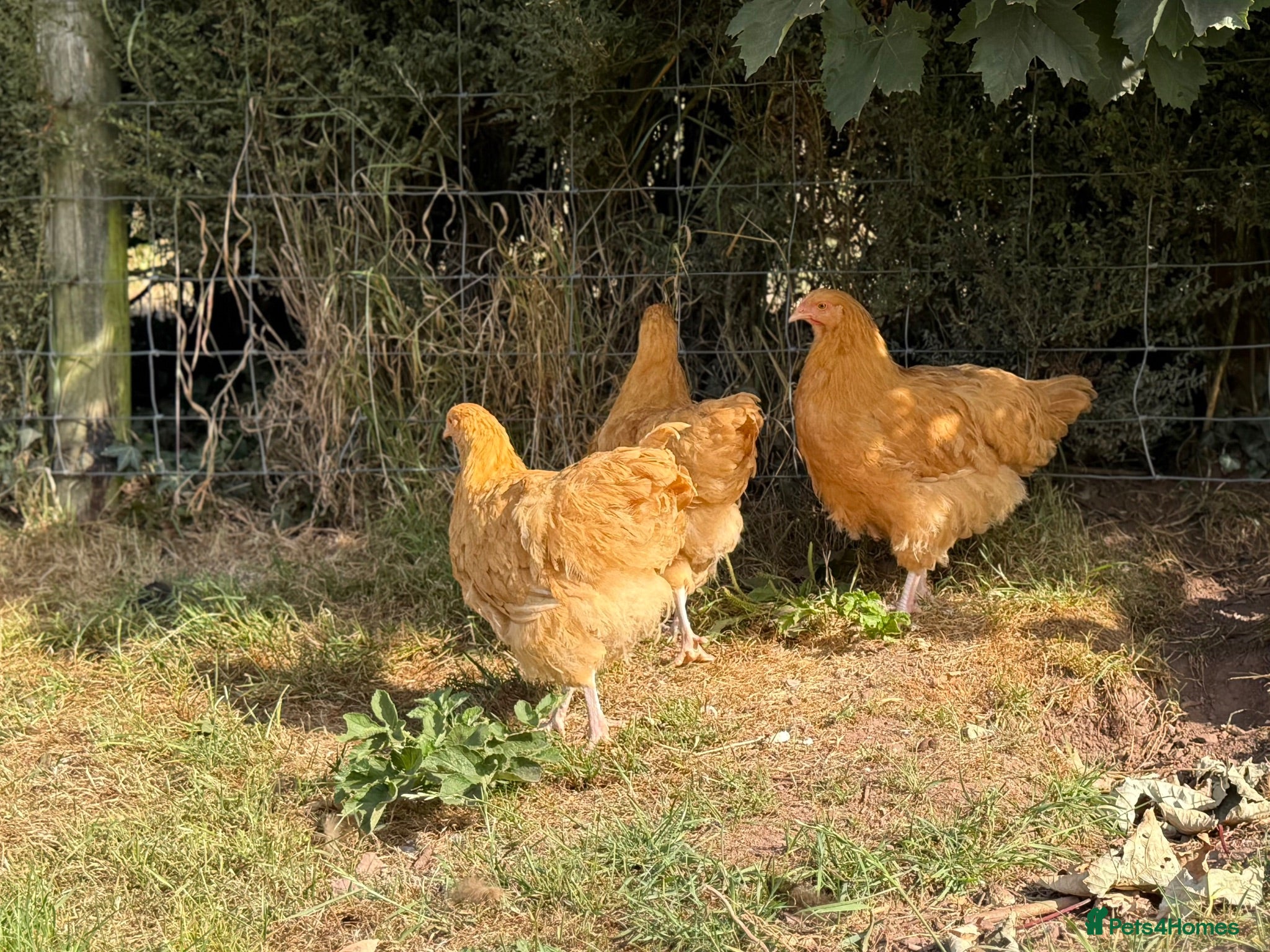 Chickens poultry Buff Orpington Chicks - Advert 18