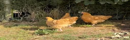 Chickens poultry for sale: Buff Orpington Chicks - Advert 1