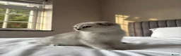 Scottish Fold cats for sale: Pure Scottish Fold Kitten  - Advert 3