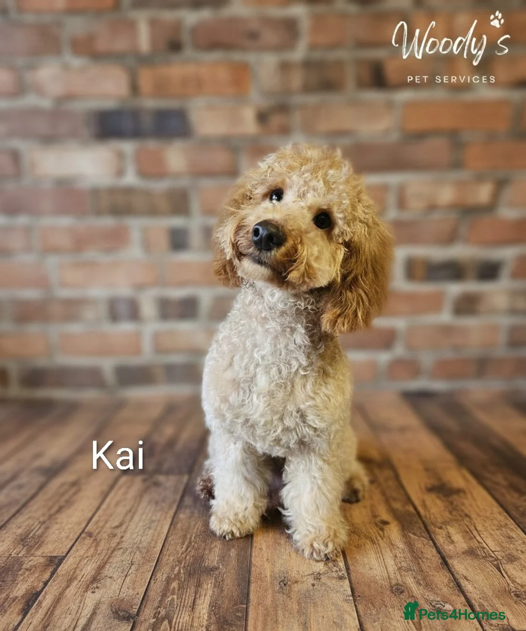 Cockapoo dogs for sale: Cockapoo puppy for sale (URGENT) - Advert 4